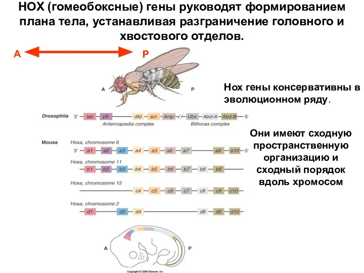 Они имеют сходную пространственную организацию и сходный порядок вдоль хромосом Нох