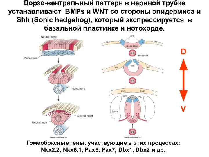 Дорзо-вентральный паттерн в нервной трубке устанавливают BMPs и WNT со стороны
