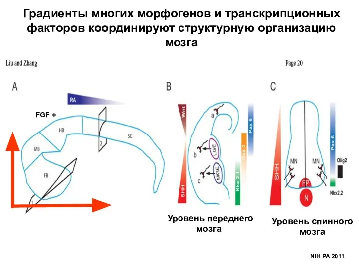 NIH PA 2011 Градиенты многих морфогенов и транскрипционных факторов координируют структурную