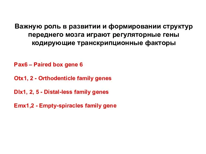 Важную роль в развитии и формировании структур переднего мозга играют регуляторные