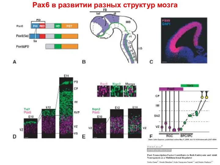 Pax6 в развитии разных структур мозга