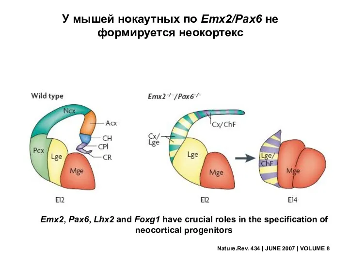 Nature.Rev. 434 | JUNE 2007 | VOLUME 8 У мышей нокаутных