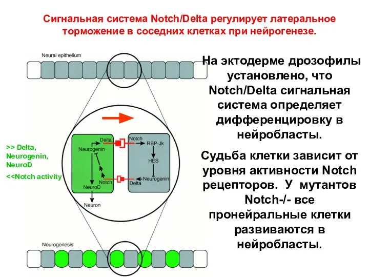 На эктодерме дрозофилы установлено, что Notch/Delta сигнальная система определяет дифференцировку в