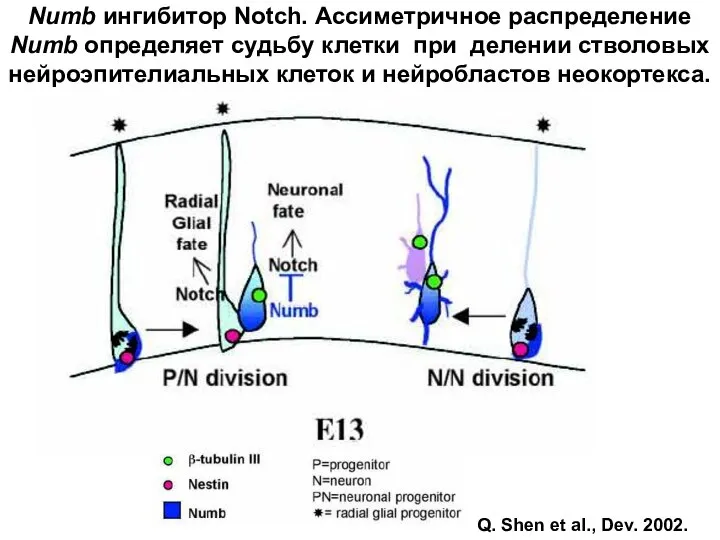 Numb ингибитор Notch. Ассиметричное распределение Numb определяет судьбу клетки при делении