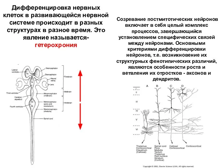 Дифференцировка нервных клеток в развивающейся нервной системе происходит в разных структурах