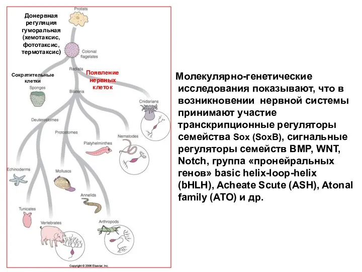 Молекулярно-генетические исследования показывают, что в возникновении нервной системы принимают участие транскрипционные