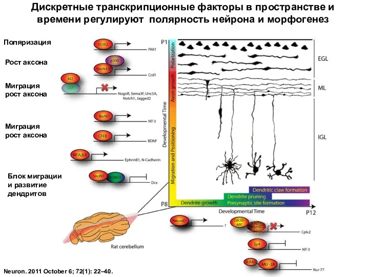 Neuron. 2011 October 6; 72(1): 22–40. Дискретные транскрипционные факторы в пространстве