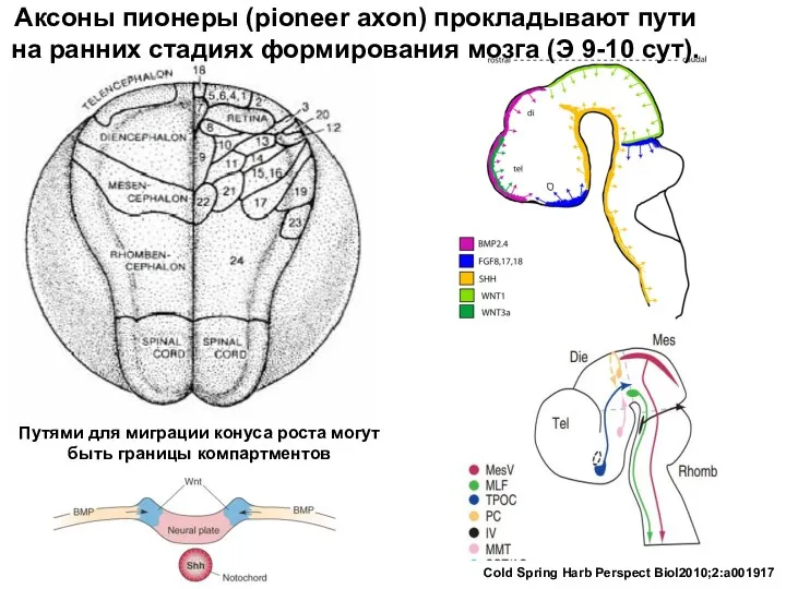 Путями для миграции конуса роста могут быть границы компартментов Аксоны пионеры