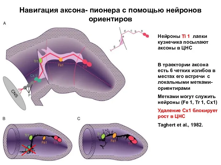 Навигация аксона- пионера с помощью нейронов ориентиров Нейроны Ti 1 лапки