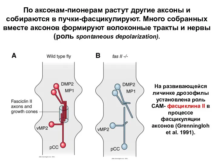 На развивающейся личинке дрозофилы установлена роль САМ- фасциклина II в процессе