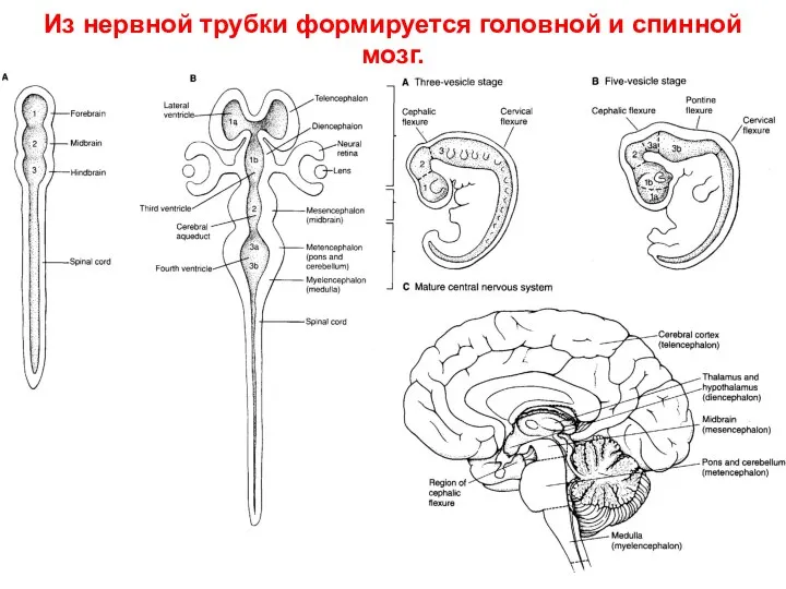 Из нервной трубки формируется головной и спинной мозг.