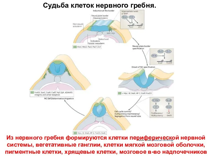 Судьба клеток нервного гребня. Из нервного гребня формируются клетки периферической нервной