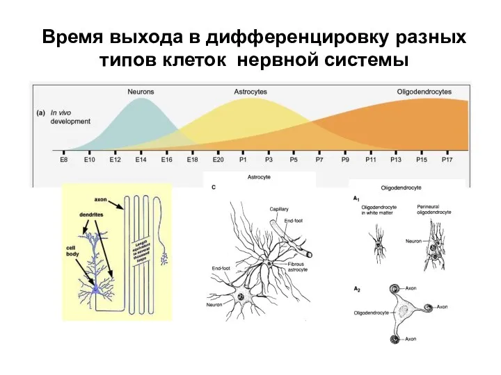 Время выхода в дифференцировку разных типов клеток нервной системы