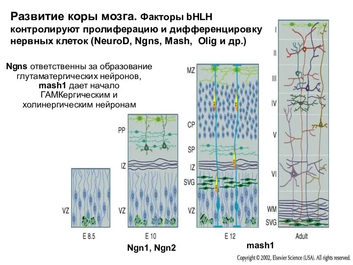 Развитие коры мозга. Факторы bHLH контролируют пролиферацию и дифференцировку нервных клеток