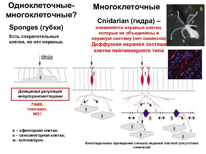 Sponges (губки) Есть сократительные клетки, но нет нервных. Cnidarian (гидра) –