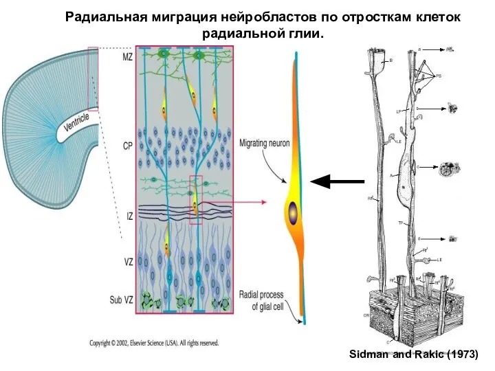 Радиальная миграция нейробластов по отросткам клеток радиальной глии. Sidman and Rakic (1973)