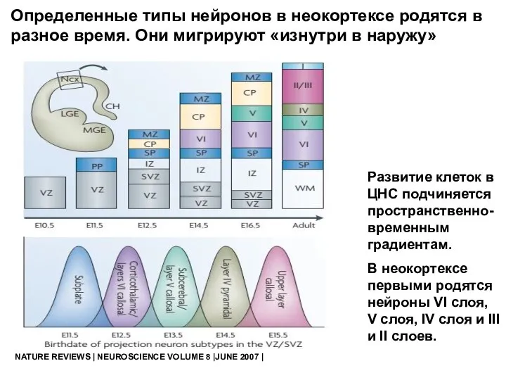 NATURE REVIEWS | NEUROSCIENCE VOLUME 8 |JUNE 2007 | Развитие клеток