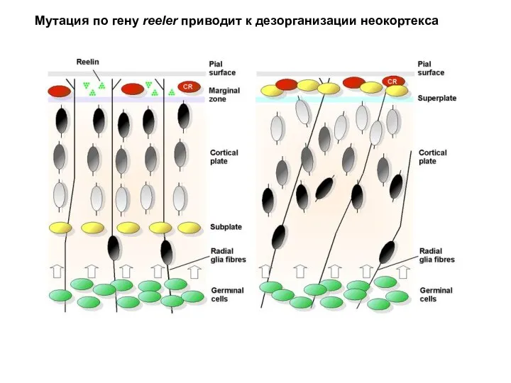 Мутация по гену reeler приводит к дезорганизации неокортекса
