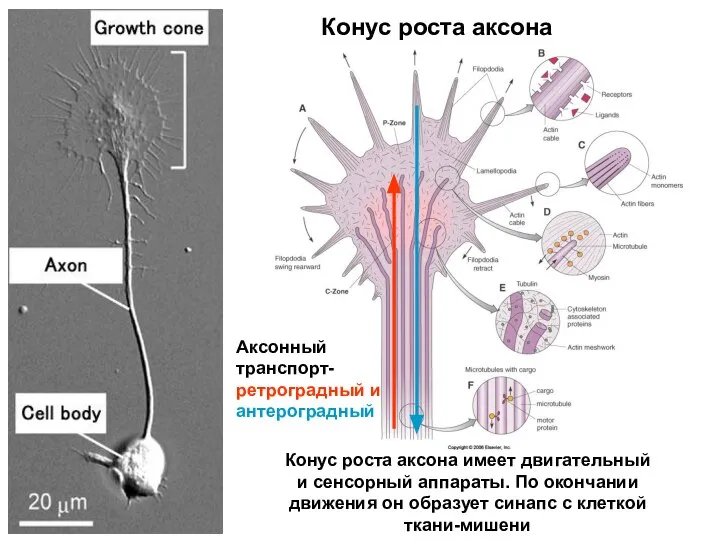 Конус роста аксона Конус роста аксона имеет двигательный и сенсорный аппараты.