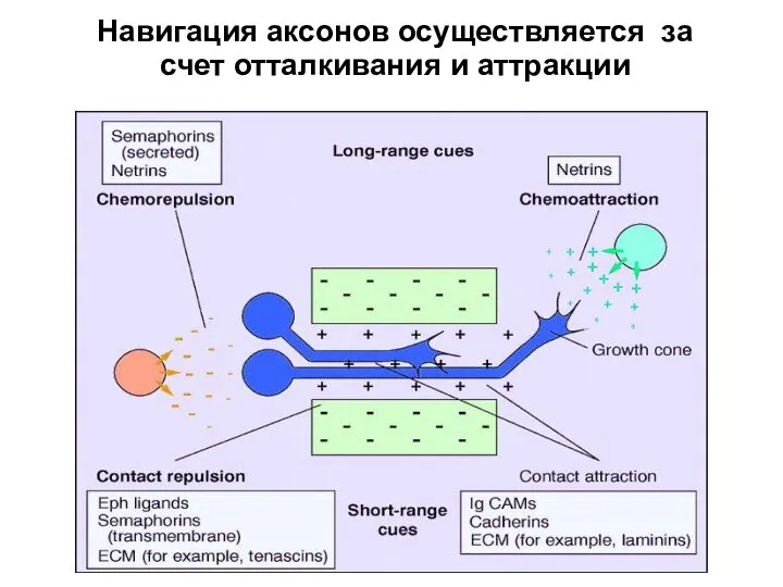 Навигация аксонов осуществляется за счет отталкивания и аттракции