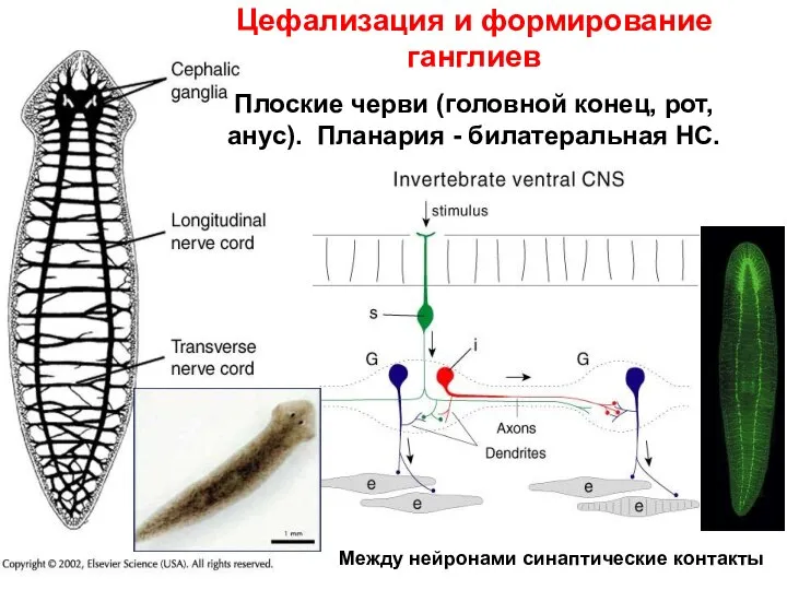 Цефализация и формирование ганглиев Плоские черви (головной конец, рот, анус). Планария