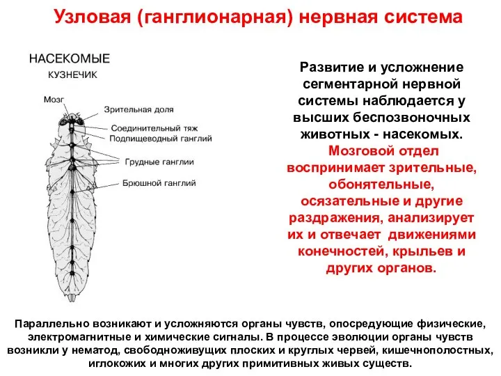 Развитие и усложнение сегментарной нервной системы наблюдается у высших беспозвоночных животных