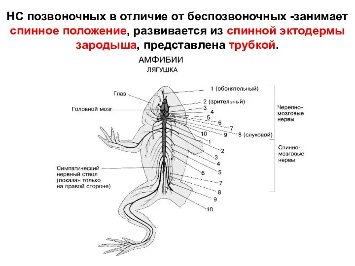 НС позвоночных в отличие от беспозвоночных -занимает спинное положение, развивается из спинной эктодермы зародыша, представлена трубкой.