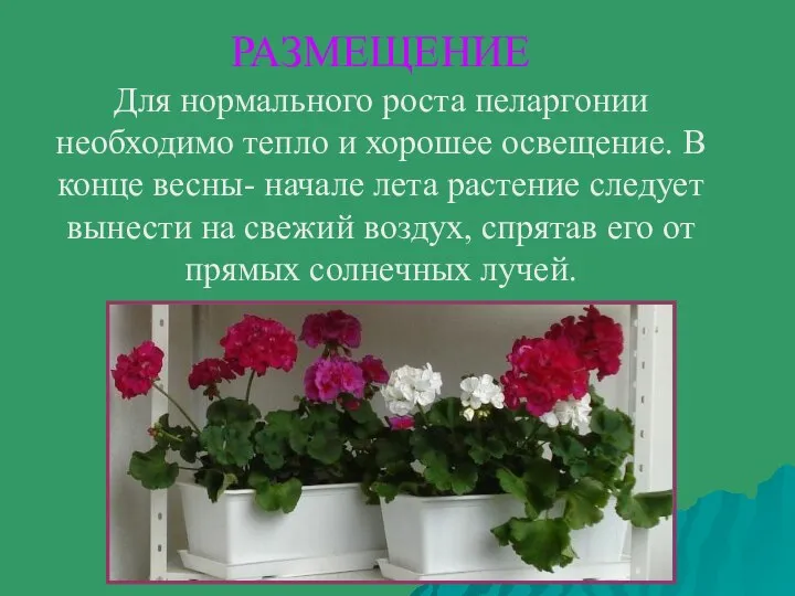 РАЗМЕЩЕНИЕ Для нормального роста пеларгонии необходимо тепло и хорошее освещение. В