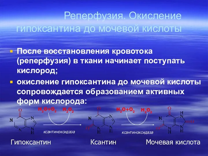 Реперфузия. Окисление гипоксантина до мочевой кислоты После восстановления кровотока (реперфузия) в