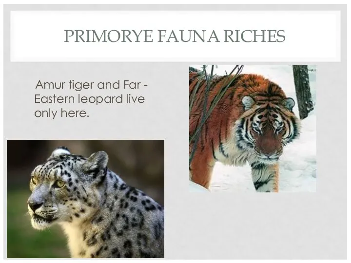 PRIMORYE FAUNA RICHES Amur tiger and Far - Eastern leopard live only here.
