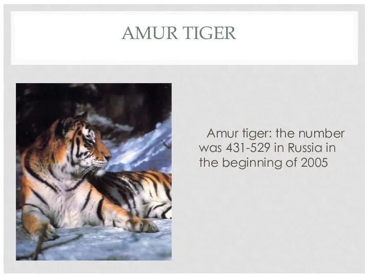 AMUR TIGER Amur tiger: the number was 431-529 in Russia in the beginning of 2005