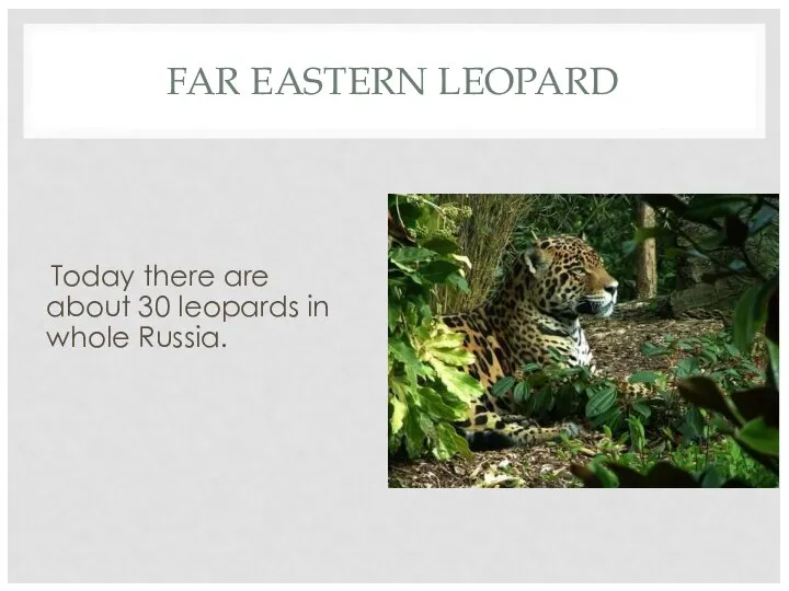 FAR EASTERN LEOPARD Today there are about 30 leopards in whole Russia.