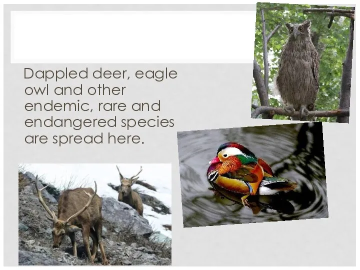 Dappled deer, eagle owl and other endemic, rare and endangered species are spread here.