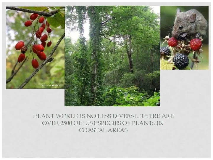 PLANT WORLD IS NO LESS DIVERSE. THERE ARE OVER 2500 OF