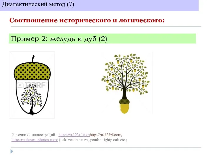 Соотношение исторического и логического: Диалектический метод (7) Пример 2: желудь и