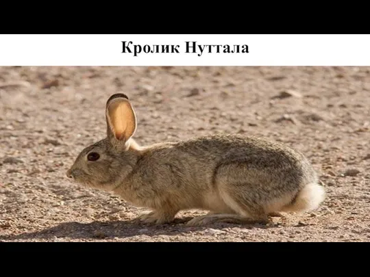 Кролик Нуттала