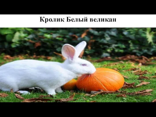 Кролик Белый великан
