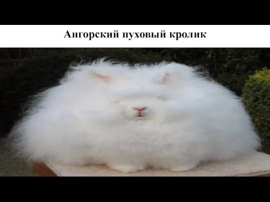 Ангорский пуховый кролик