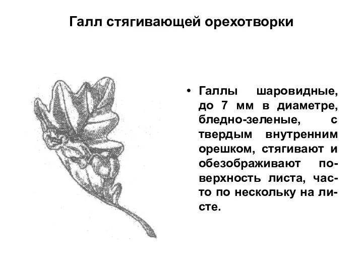 Галл стягивающей орехотворки Галлы шаровидные, до 7 мм в диаметре, бледно-зеленые,