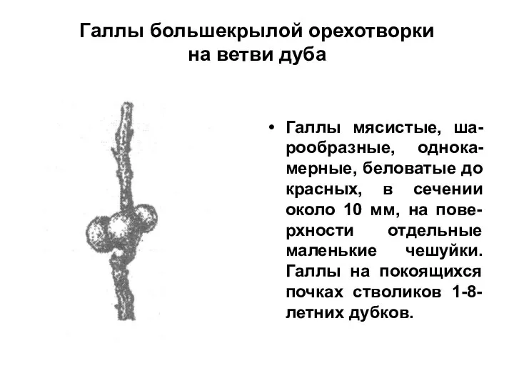 Галлы большекрылой орехотворки на ветви дуба Галлы мясистые, ша-рообразные, однока-мерные, беловатые