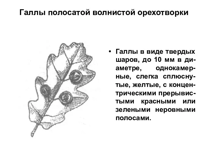 Галлы полосатой волнистой орехотворки Галлы в виде твердых шаров, до 10