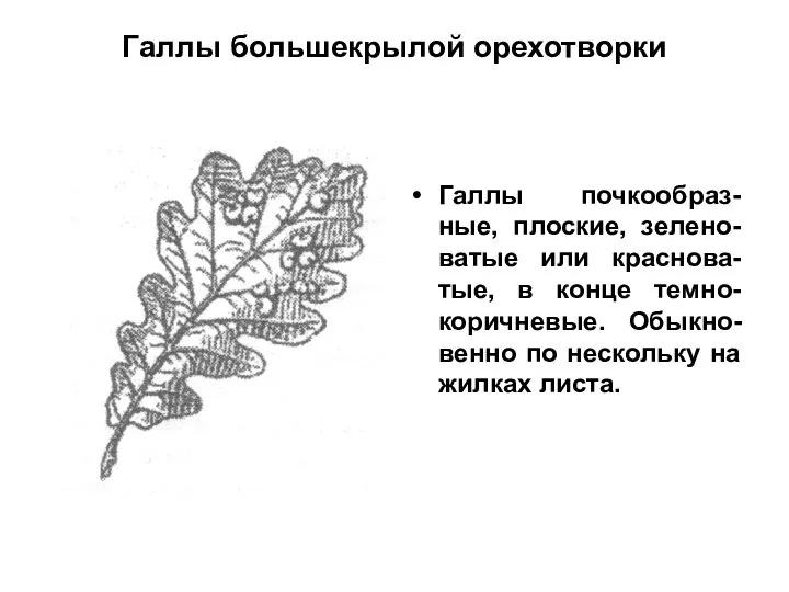 Галлы большекрылой орехотворки Галлы почкообраз-ные, плоские, зелено-ватые или краснова-тые, в конце