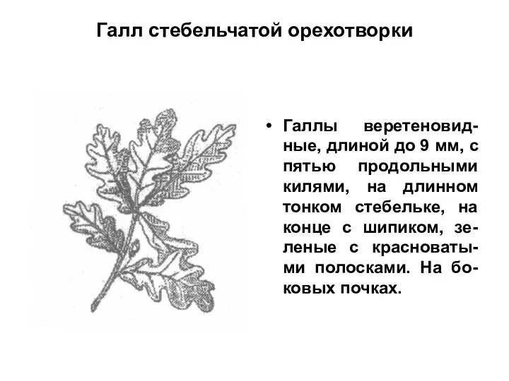 Галл стебельчатой орехотворки Галлы веретеновид-ные, длиной до 9 мм, с пятью