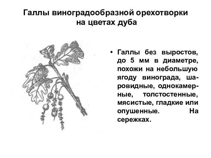 Галлы виноградообразной орехотворки на цветах дуба Галлы без выростов, до 5