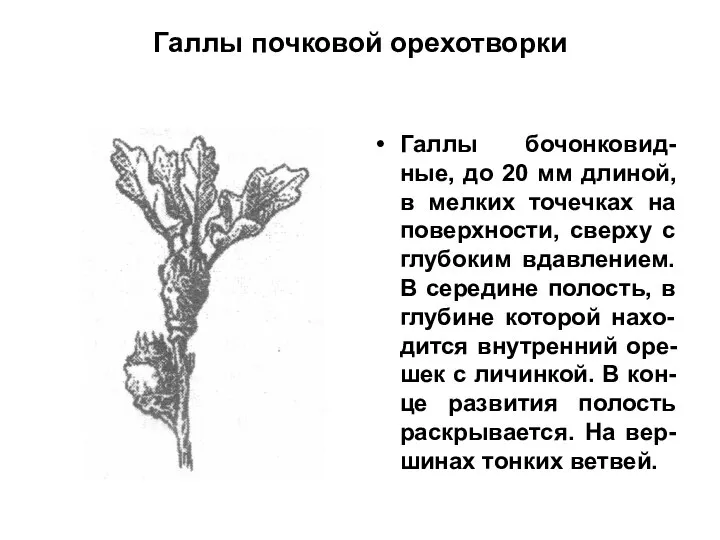 Галлы почковой орехотворки Галлы бочонковид-ные, до 20 мм длиной, в мелких