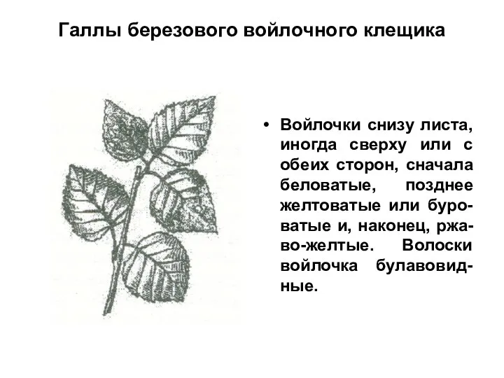 Галлы березового войлочного клещика Войлочки снизу листа, иногда сверху или с