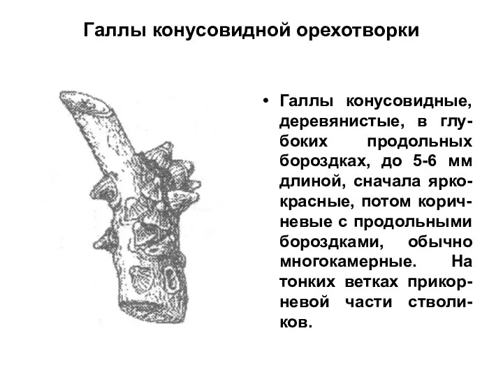 Галлы конусовидной орехотворки Галлы конусовидные, деревянистые, в глу-боких продольных бороздках, до