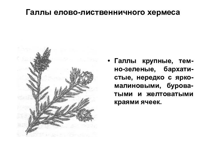 Галлы елово-лиственничного хермеса Галлы крупные, тем-но-зеленые, бархати-стые, нередко с ярко-малиновыми, бурова-тыми и желтоватыми краями ячеек.