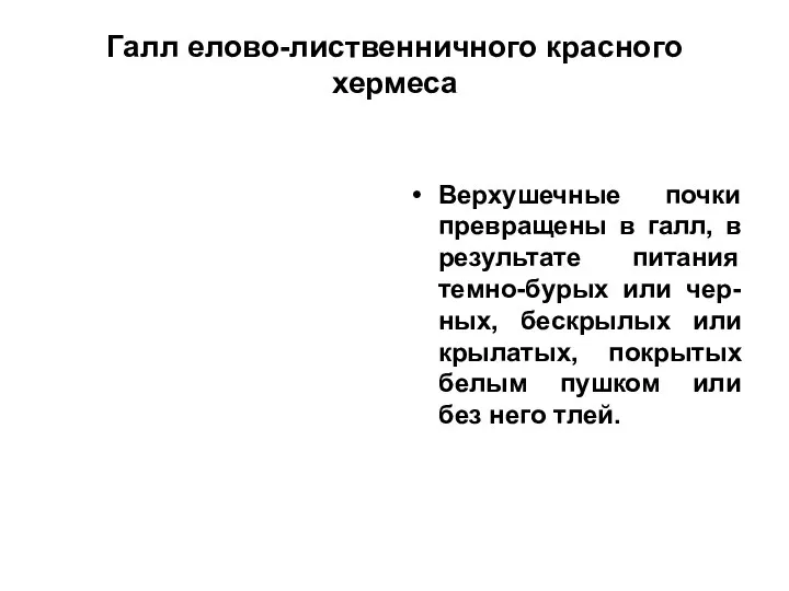 Галл елово-лиственничного красного хермеса Верхушечные почки превращены в галл, в результате