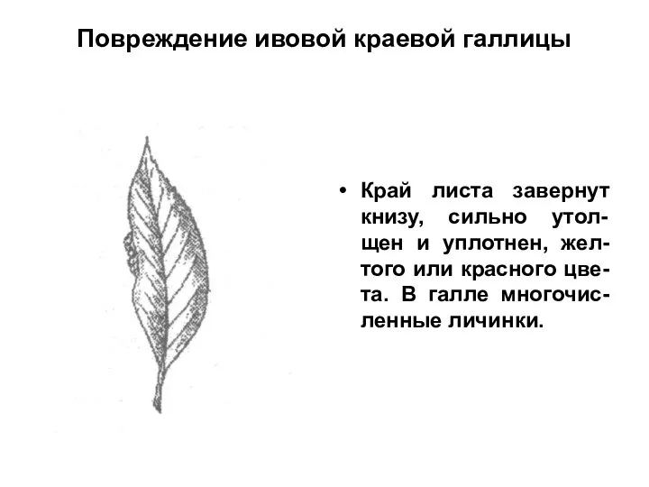 Повреждение ивовой краевой галлицы Край листа завернут книзу, сильно утол-щен и